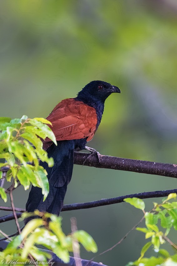 Greater Coucal - Helmut Wehowsky