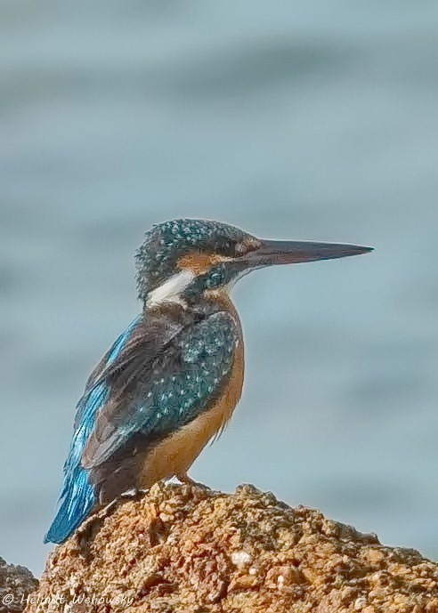 Common Kingfisher - Helmut Wehowsky