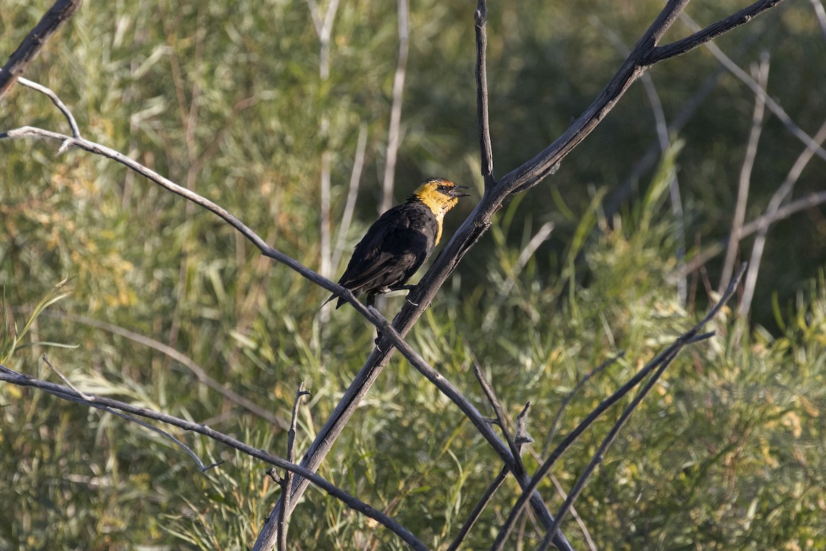 Yellow-headed Blackbird - ML171817721