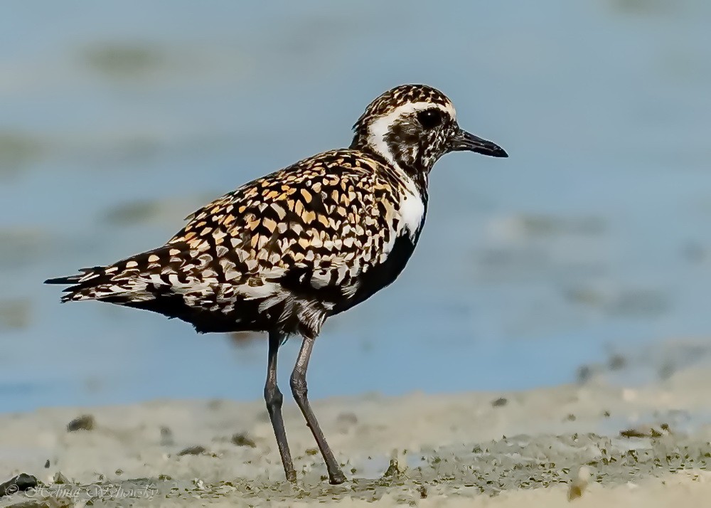 Pacific Golden-Plover - Helmut Wehowsky