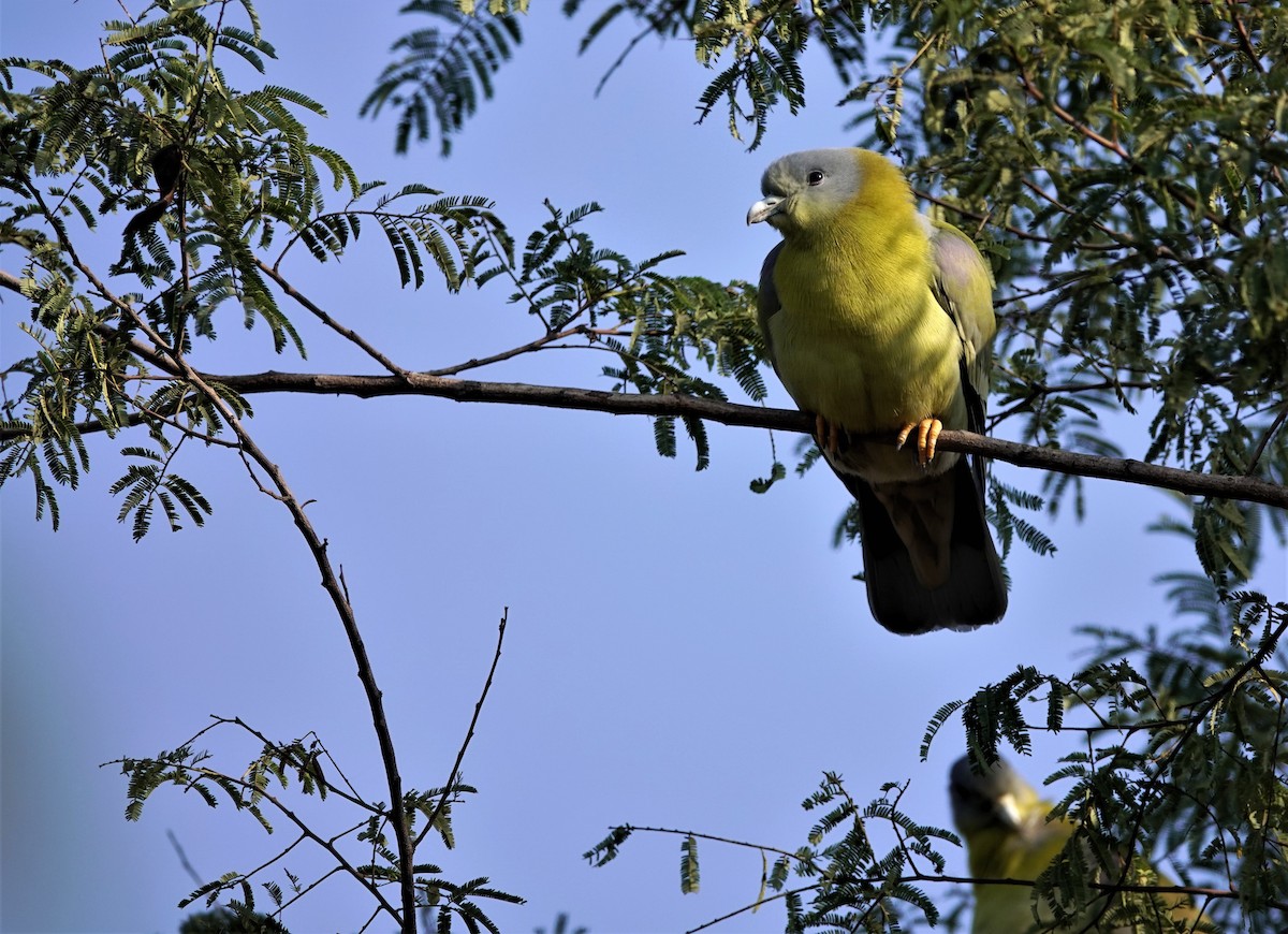 Yellow-footed Green-Pigeon - Venkatesh VT