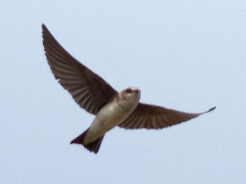 Pale Sand Martin - Able Lawrence