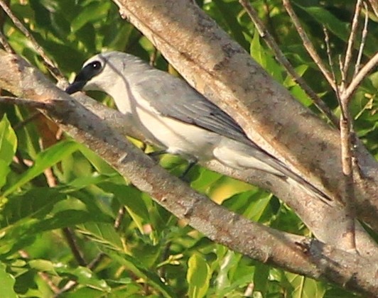 White-bellied Cuckooshrike - ML171824071