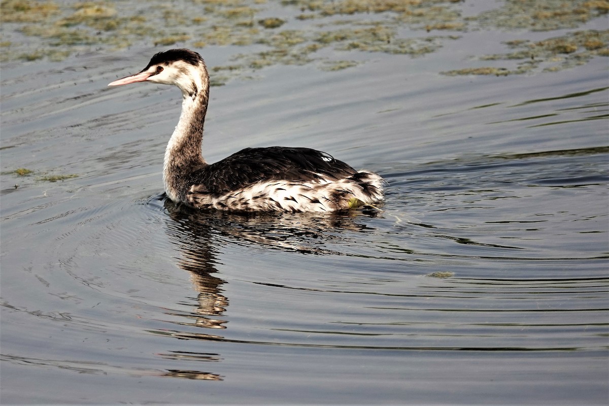 Great Crested Grebe - ML171827541