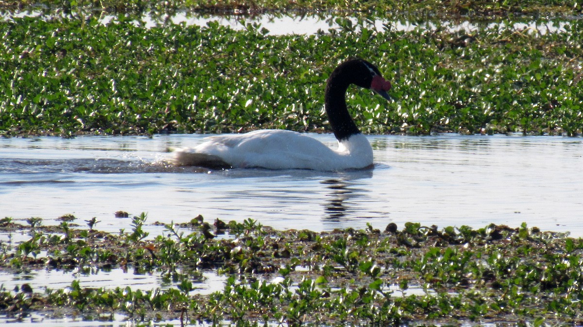 Black-necked Swan - ML171827911