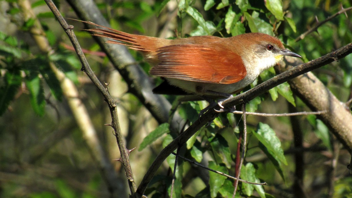 Yellow-chinned Spinetail - ML171827931