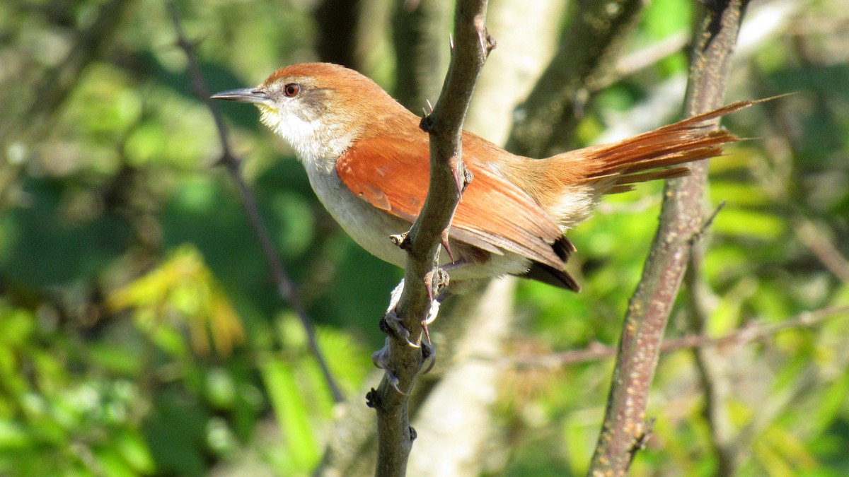 Yellow-chinned Spinetail - ML171827941