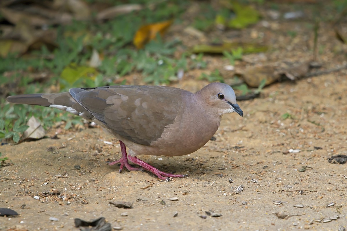Gray-fronted Dove - ML171829111