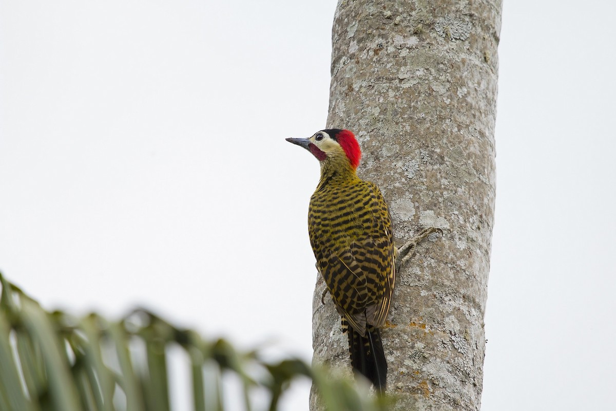 Green-barred Woodpecker - ML171830271