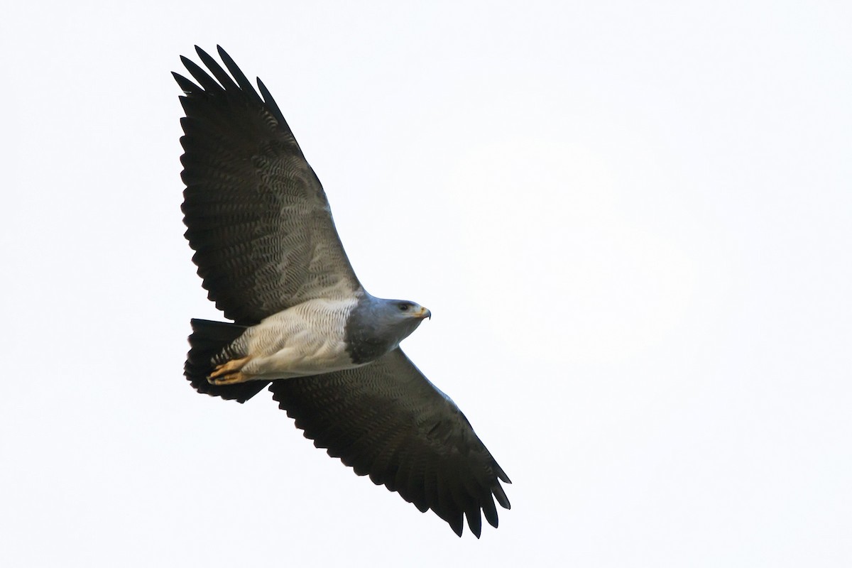 Black-chested Buzzard-Eagle - Gabriel Bonfa