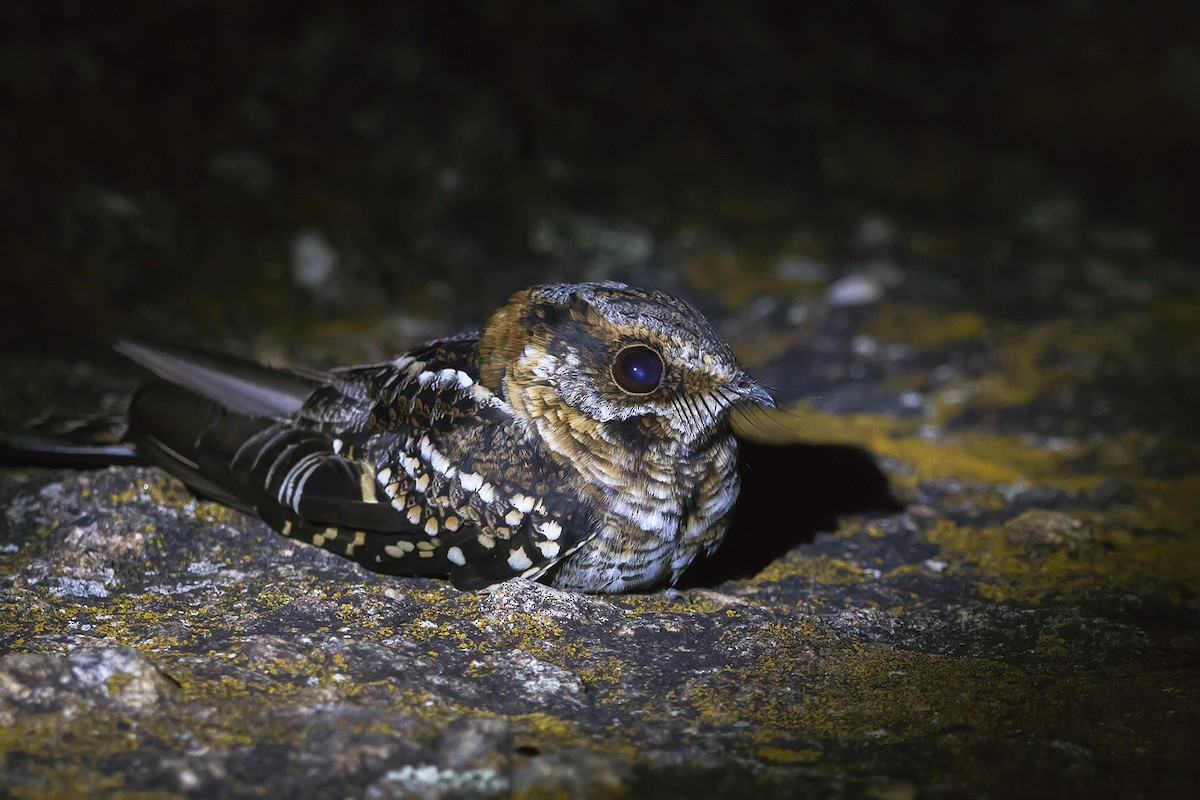 Scissor-tailed Nightjar - Gabriel Bonfa