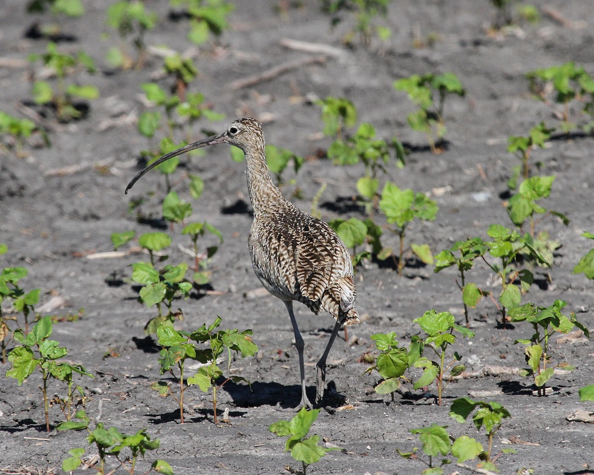 Long-billed Curlew - Jeff Shenot