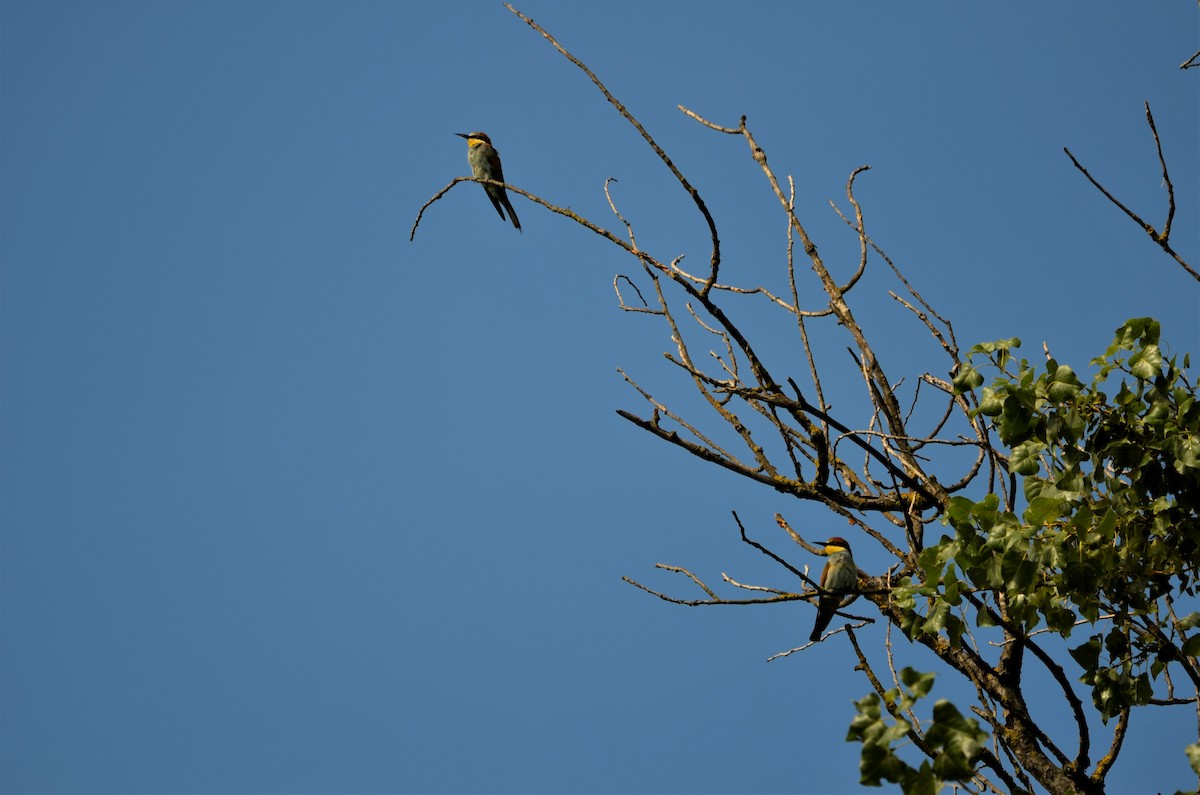 European Bee-eater - Rémy Sorlin