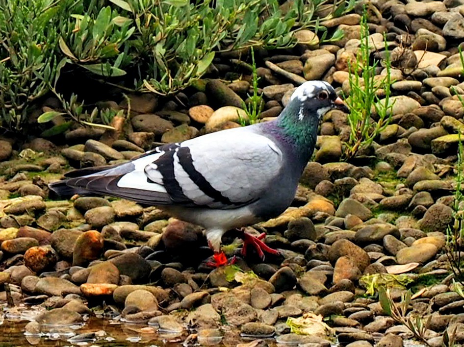 Rock Pigeon (Feral Pigeon) - ML171835661