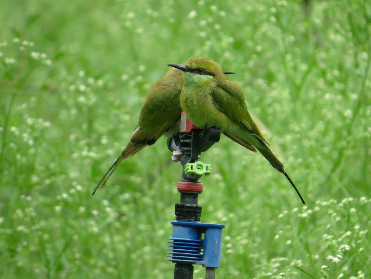 Asian Green Bee-eater - Rajiv R