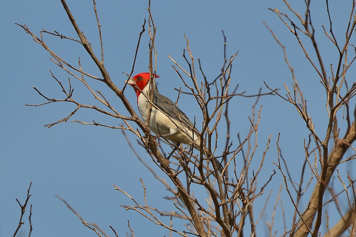 Red-crested Cardinal - ML171840351