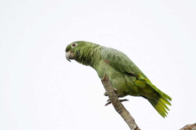 Mealy Parrot