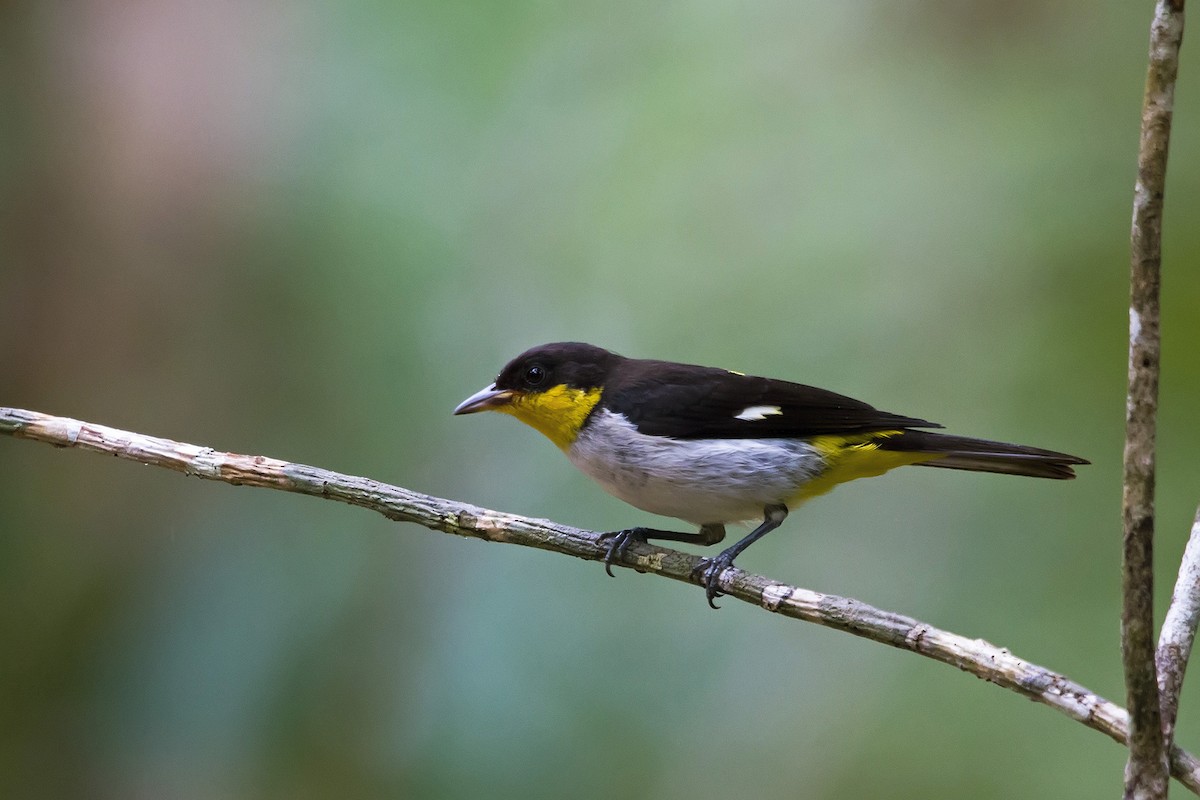 Yellow-backed Tanager - ML171841051