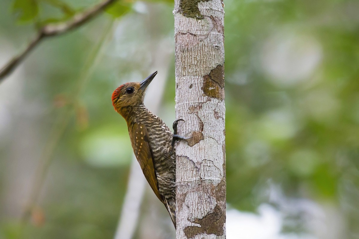 Red-stained Woodpecker - Gabriel Bonfa