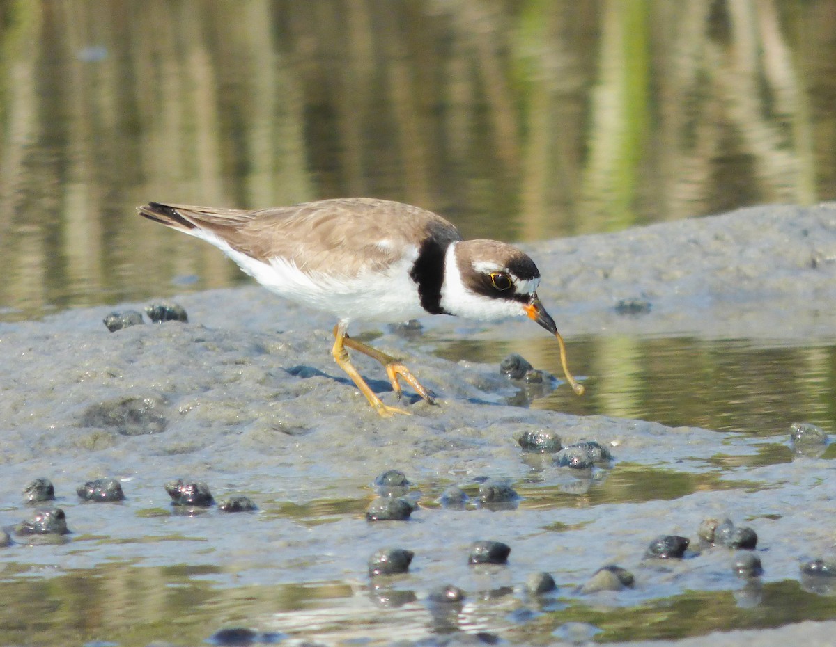 Semipalmated Plover - ML171843371