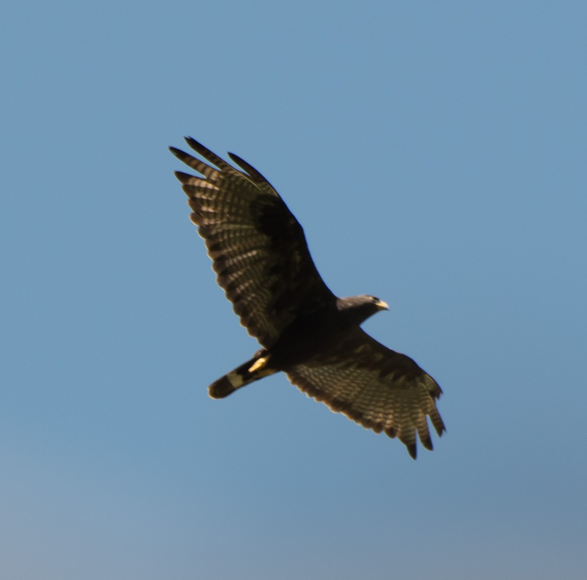 Zone-tailed Hawk - Gordon Karre