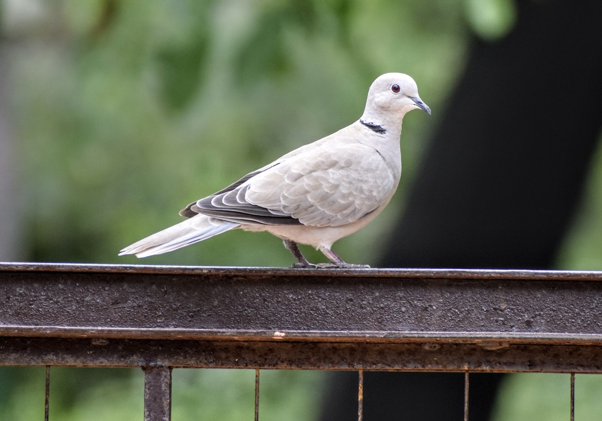 Eurasian Collared-Dove - Jageshwer verma