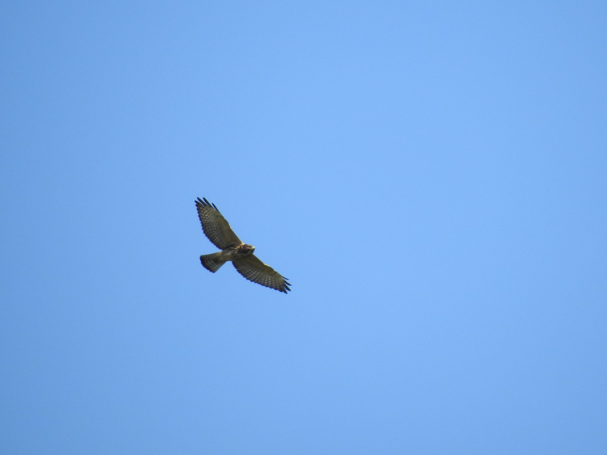 Broad-winged Hawk - ML171849971
