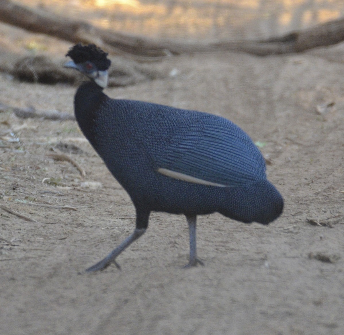 Southern Crested Guineafowl - Andrew Mack