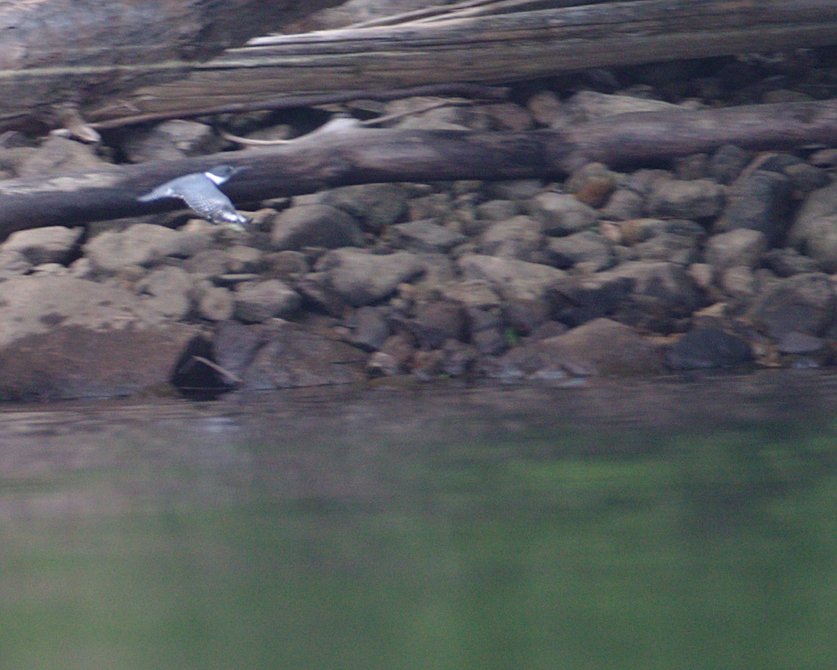 Belted Kingfisher - ML171852111