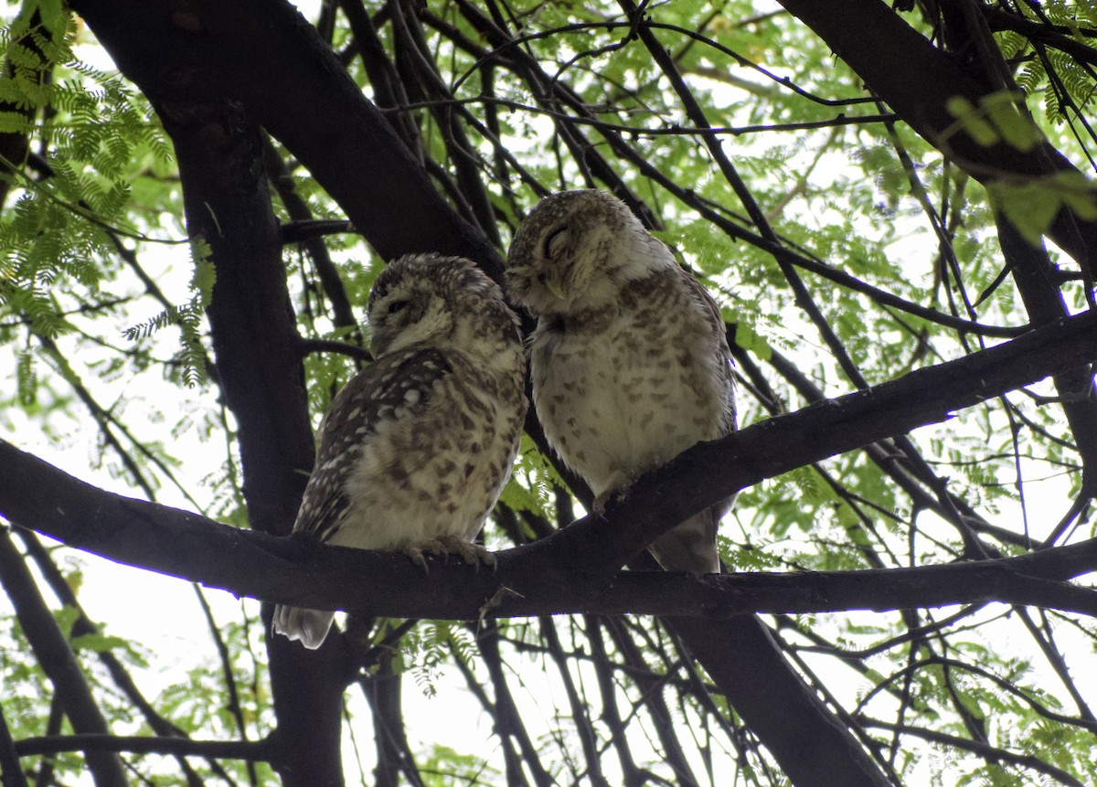 Spotted Owlet - Jageshwer verma