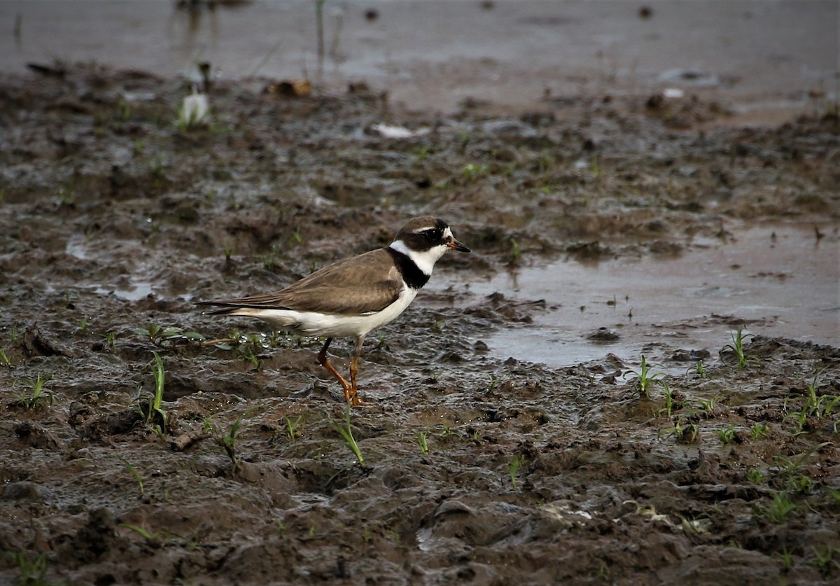 Semipalmated Plover - ML171856701