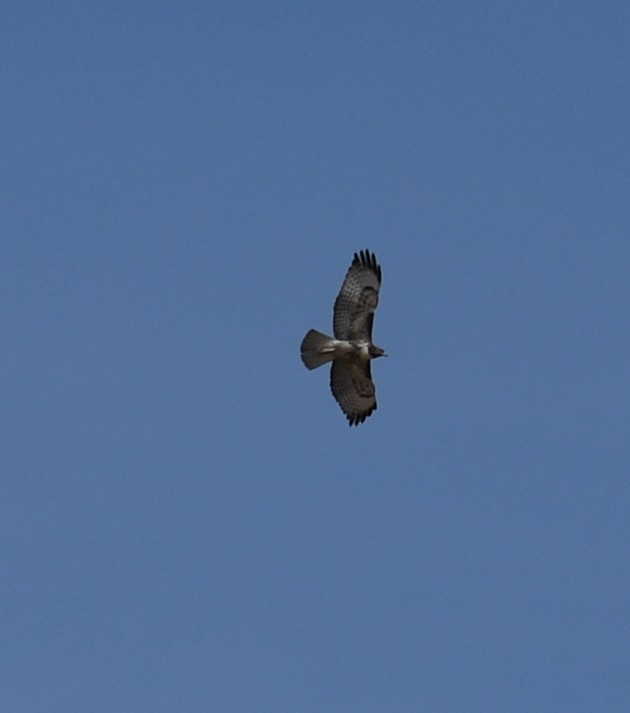 Red-tailed Hawk - ML171861391