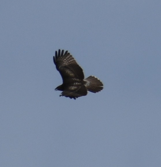 Red-tailed Hawk - ML171861401