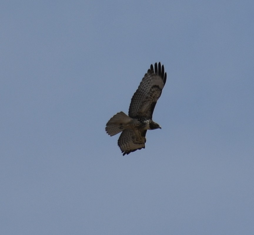 Red-tailed Hawk - ML171861411