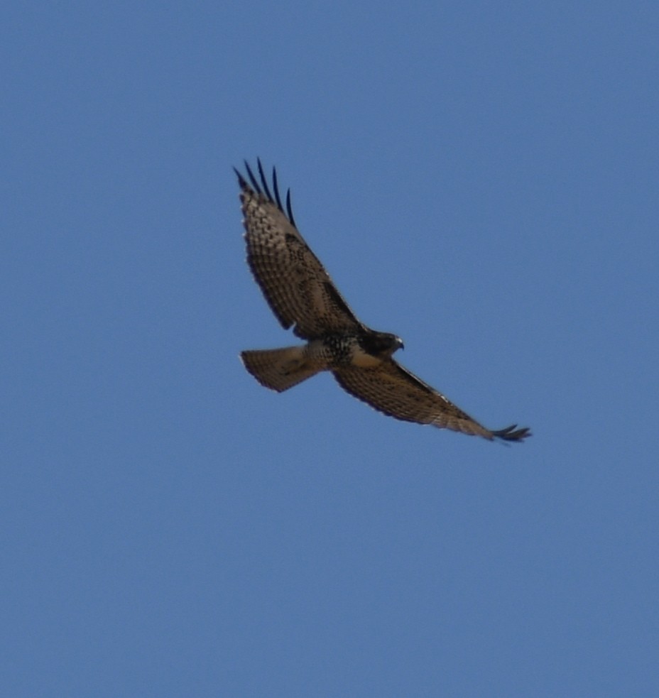 Red-tailed Hawk - ML171861421