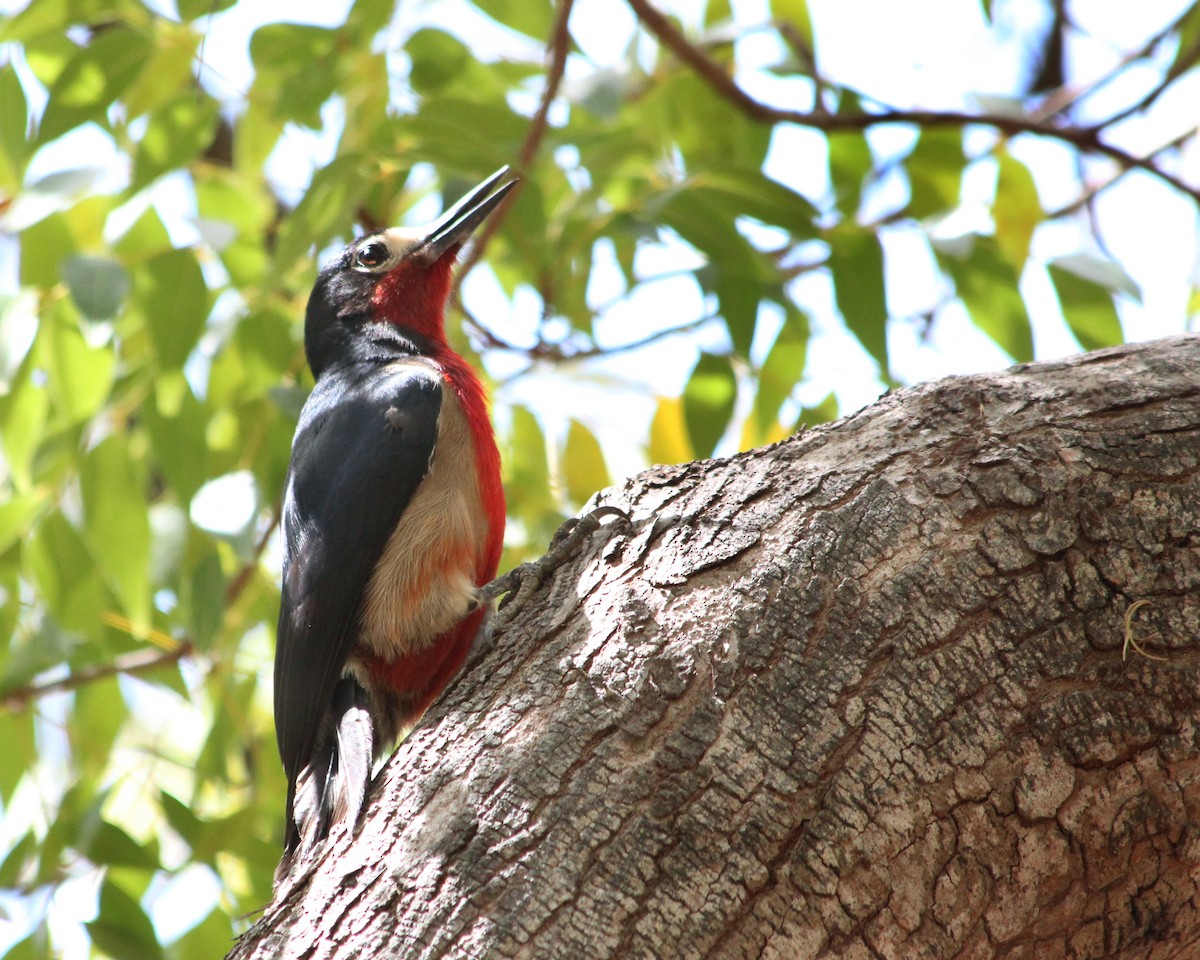 Puerto Rican Woodpecker - H. Resit Akçakaya