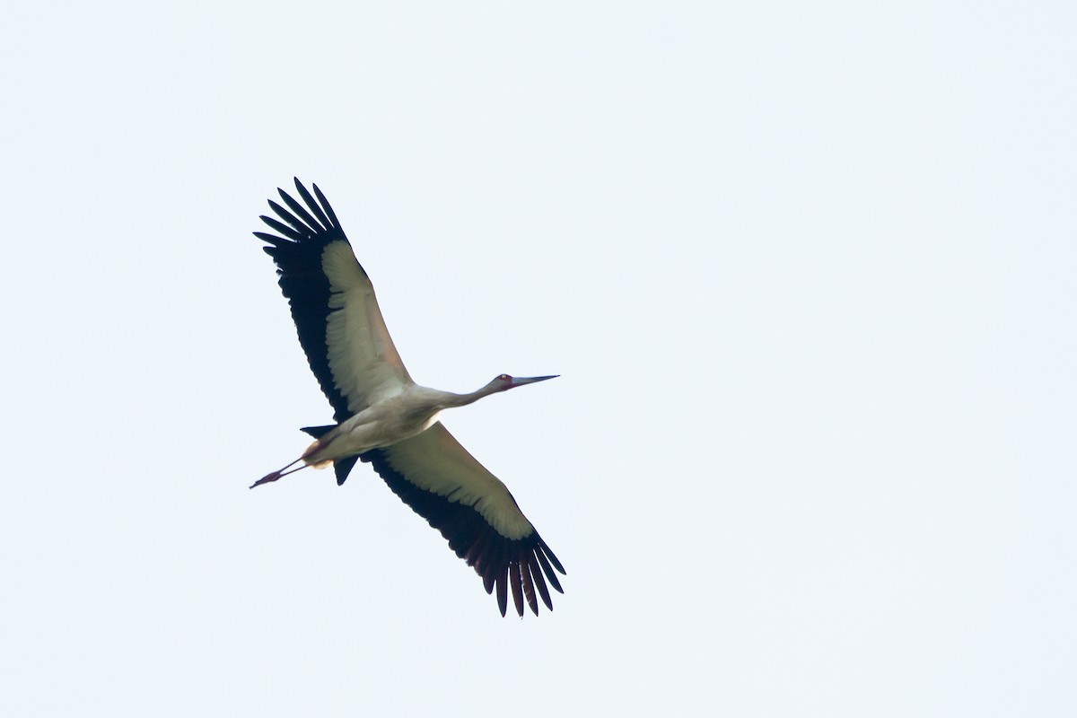 Maguari Stork - Gabriel Bonfa