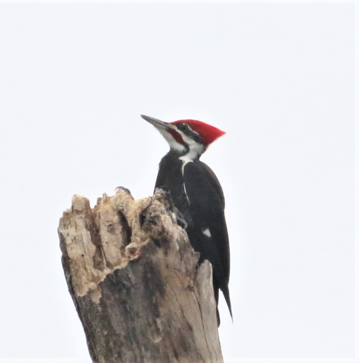 Pileated Woodpecker - ML171866661