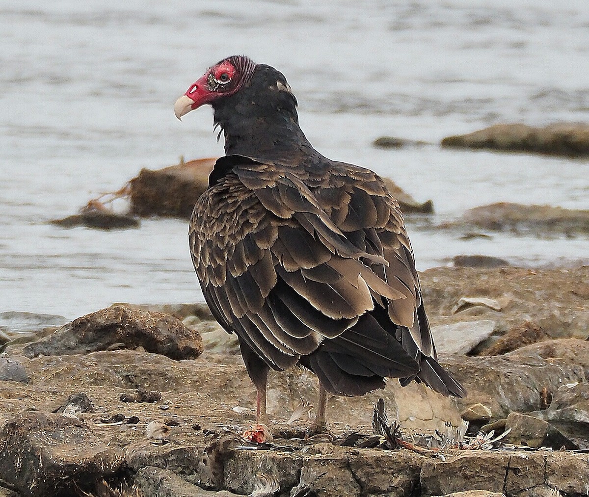 Turkey Vulture - Gordon Johnston