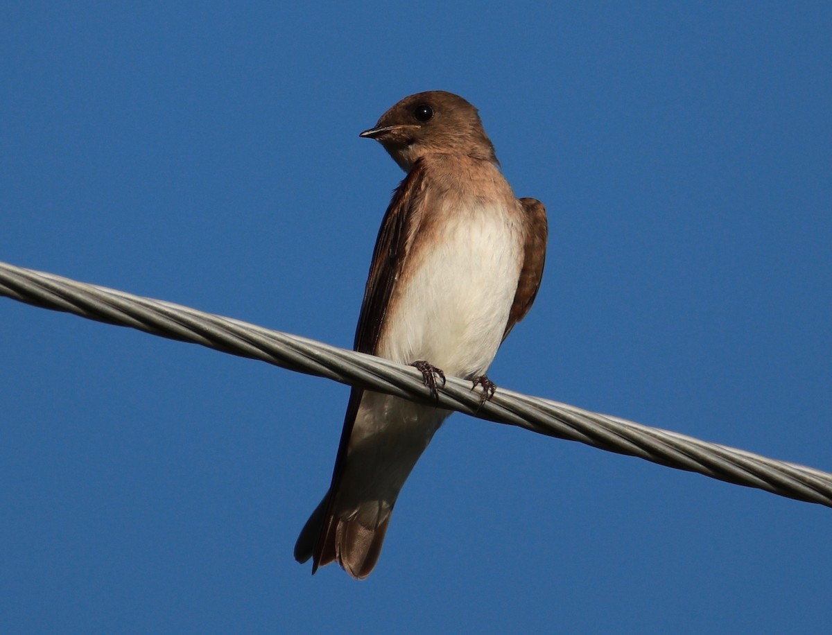 Northern Rough-winged Swallow - Karl  Fliris