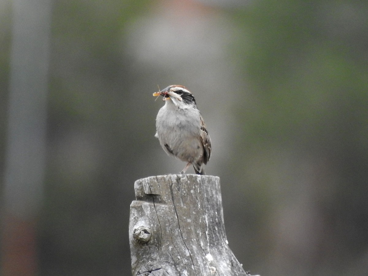 Striped Sparrow - bob butler