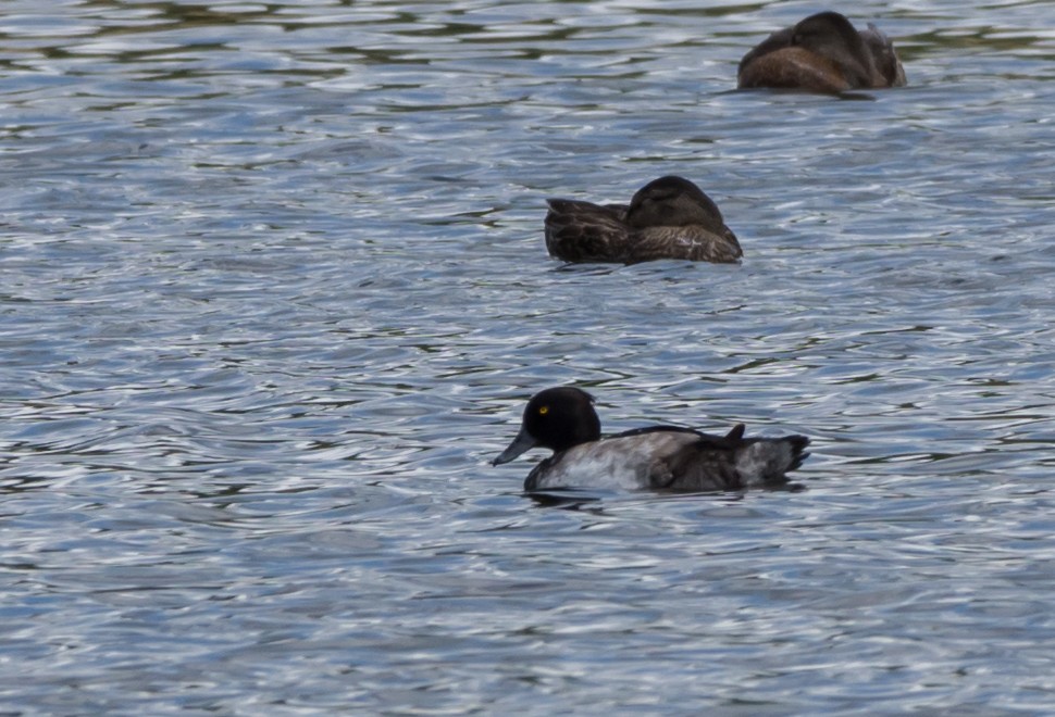 Tufted Duck - ML171875331