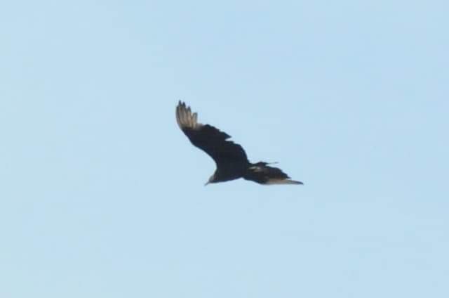 Black Vulture - Kiah R. Jasper