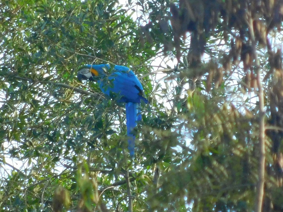 Blue-and-yellow Macaw - ML171881731