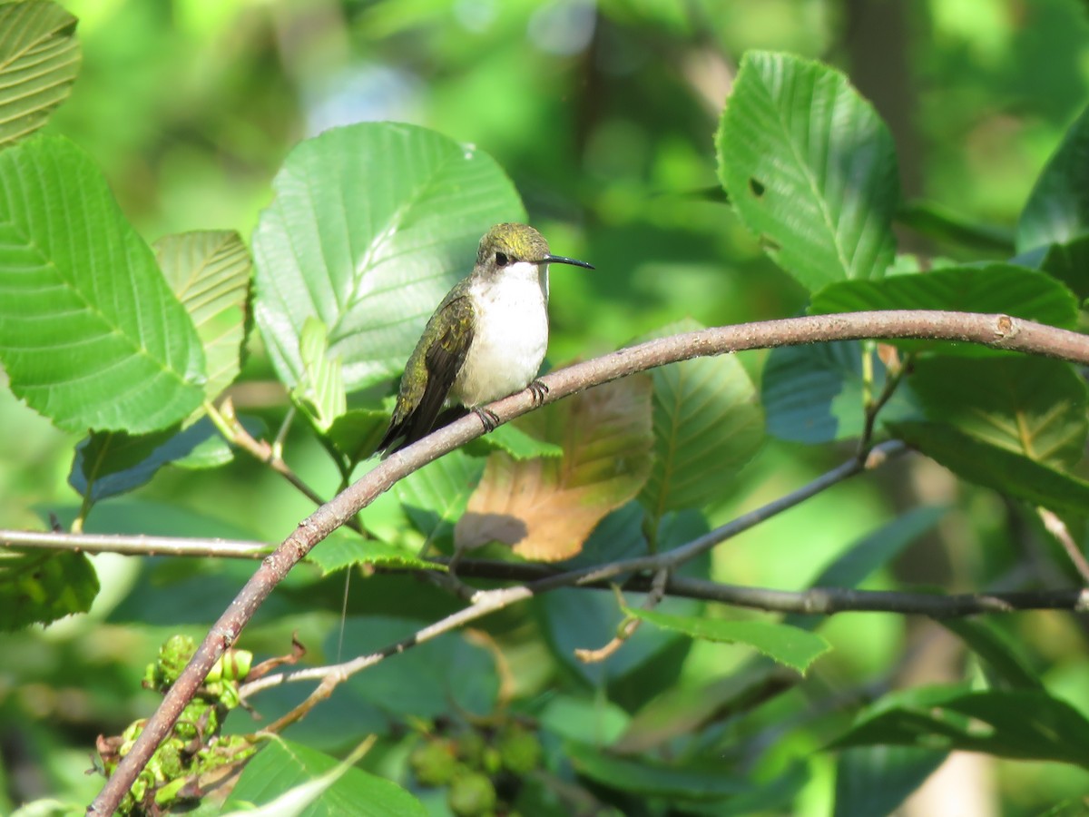 Ruby-throated Hummingbird - ML171885131