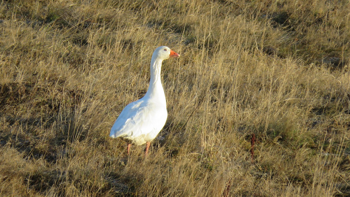 Graylag Goose (Domestic type) - ML171885501