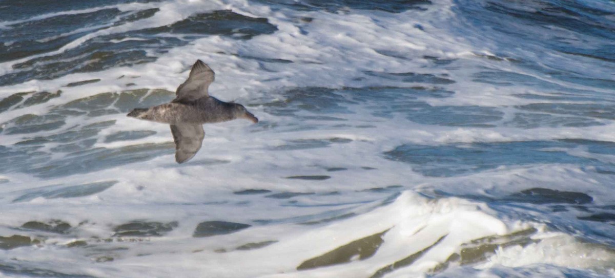 Northern Giant-Petrel - Thierry Rabau