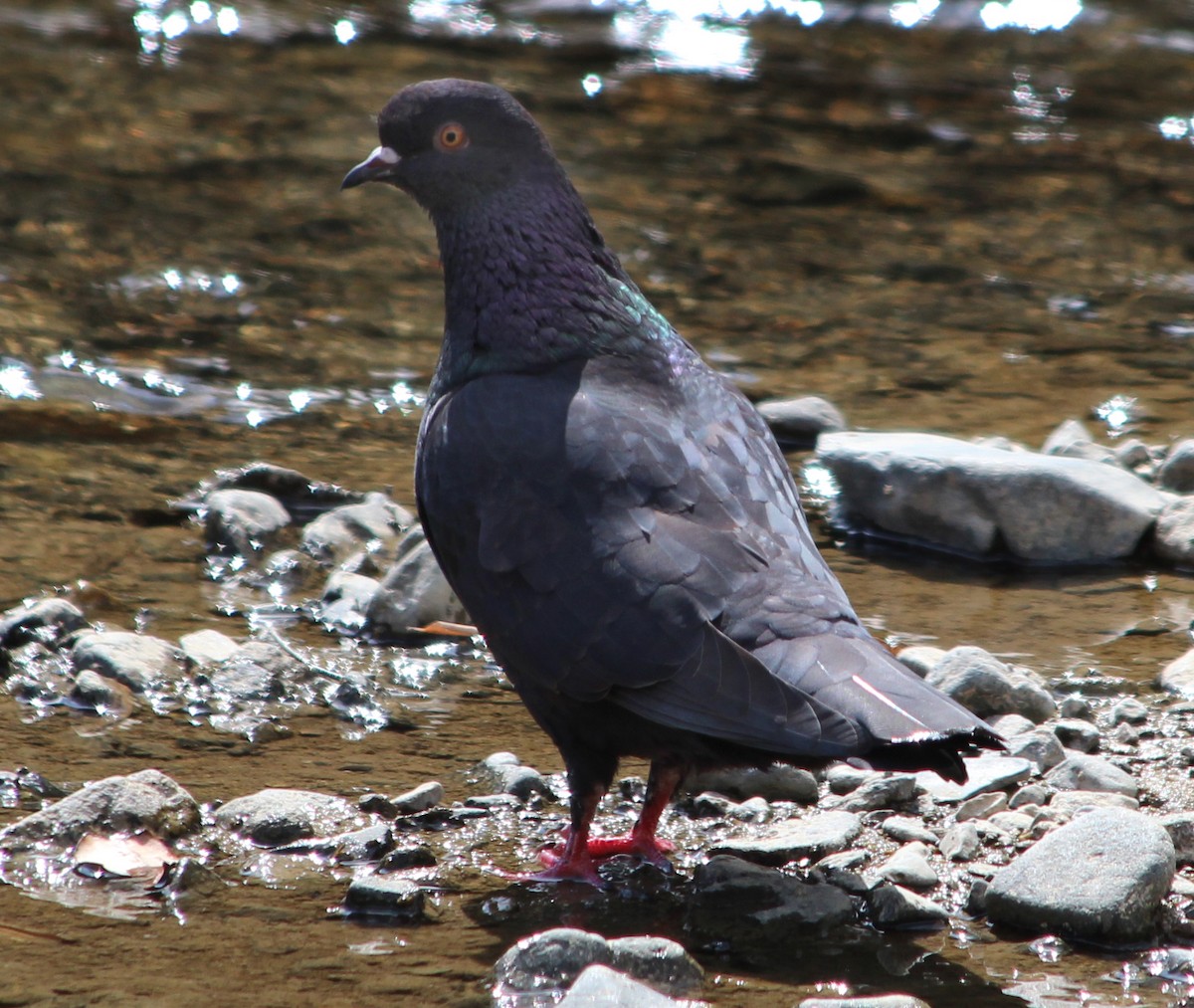 Rock Pigeon (Feral Pigeon) - H. Resit Akçakaya