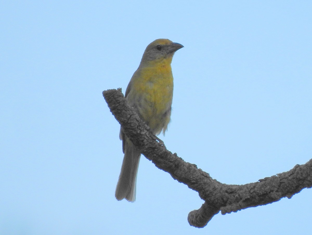 Hepatic Tanager - ML171891531