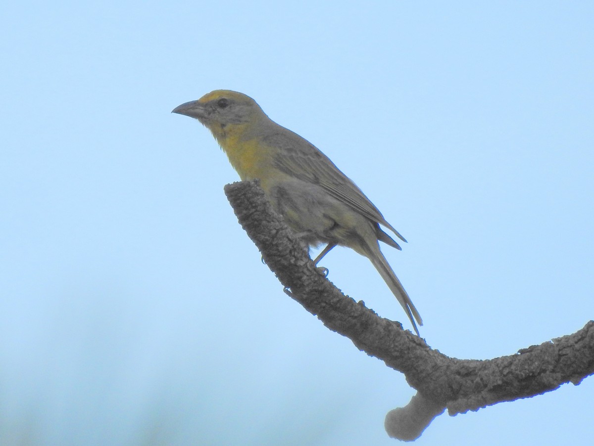 Hepatic Tanager - ML171891541